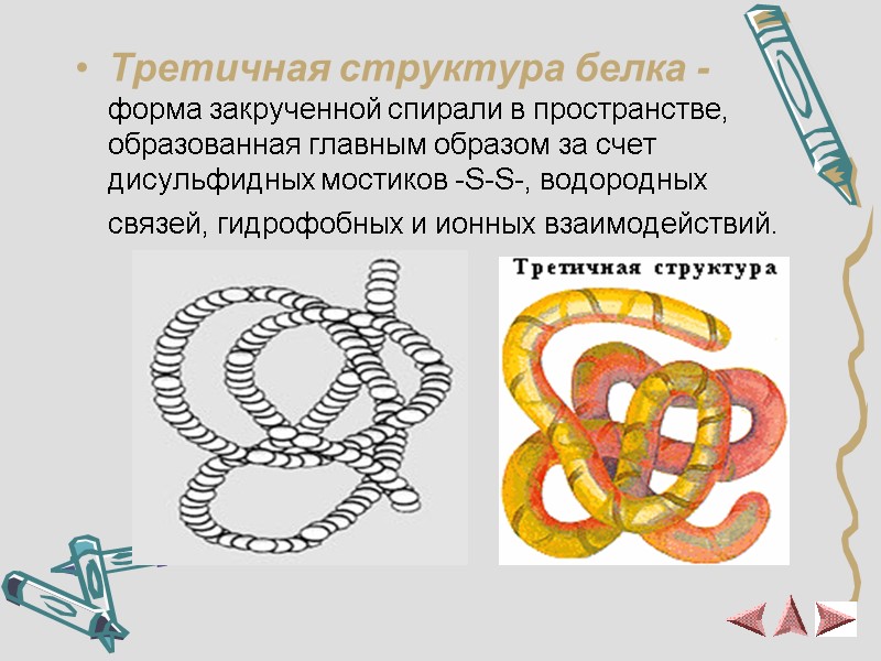 Третичная структура белка -  форма закрученной спирали в пространстве, образованная главным образом за